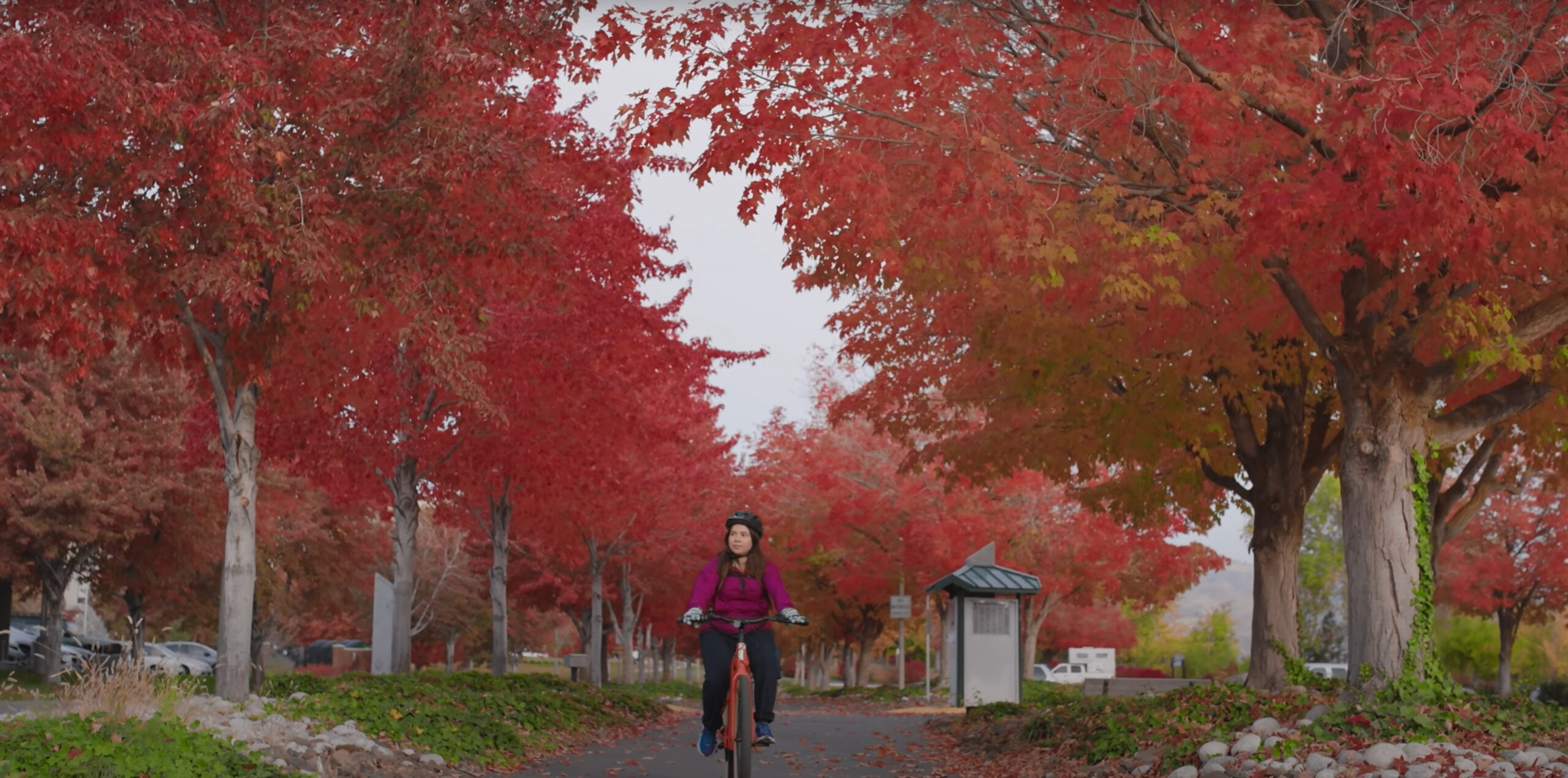 Cyclist riding under vibrant red autumn leaves.